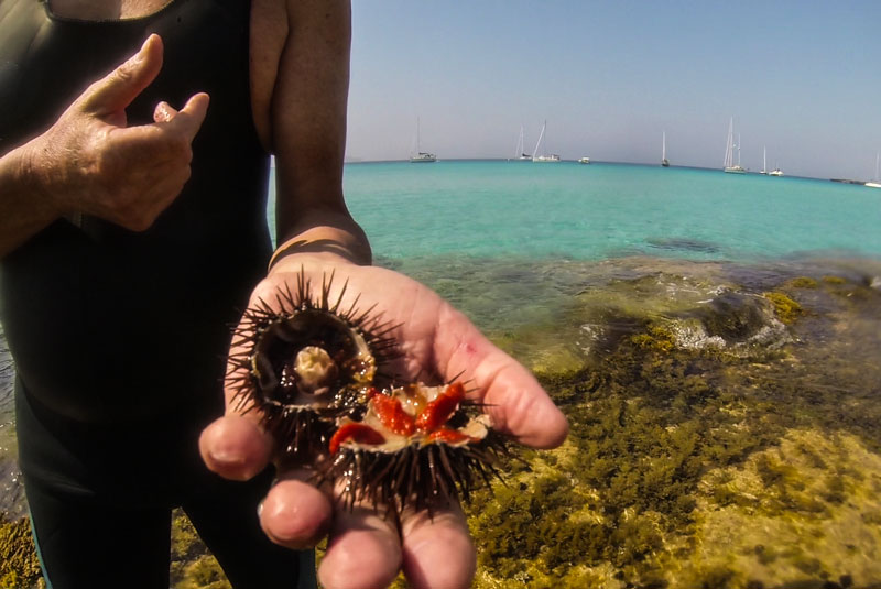 Egadi islands and Favignana excursion with snorkeling trip looking for Sea Urchins 